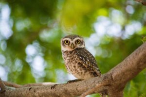 Keistimewaan dan Fakta Menarik tentang Burung Hantu Kecil
