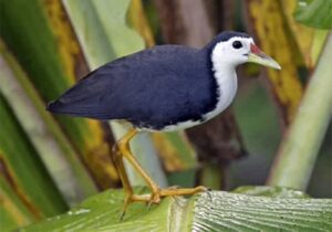 Burung Ruak-ruak: Ciri Khas, Habitat, dan Peranannya dalam Ekosistem