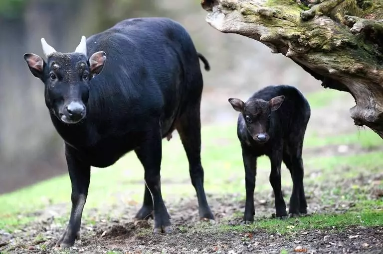Anoa: Satwa Endemik Sulawesi yang Terancam Punah
