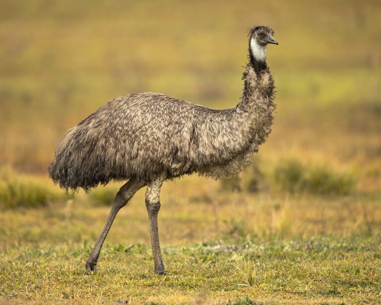 Burung Emu: Raksasa Bertulang Keras dari Australia