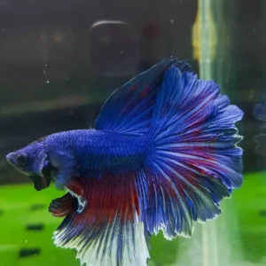 Ikan Cupang: Ikan Hias yang Memesona dengan Keberagaman Warna dan Karakter