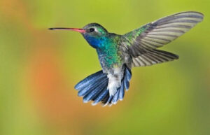 Burung Kolibri: Keindahan dan Keajaiban Terbang Cepat