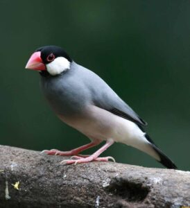 Burung Gelatik: Keindahan, Ciri-ciri, dan Habitatnya