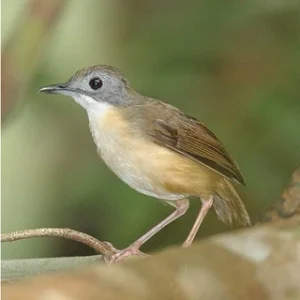 Burung Pelanduk: Keunikan, Ciri-ciri, dan Habitatnya