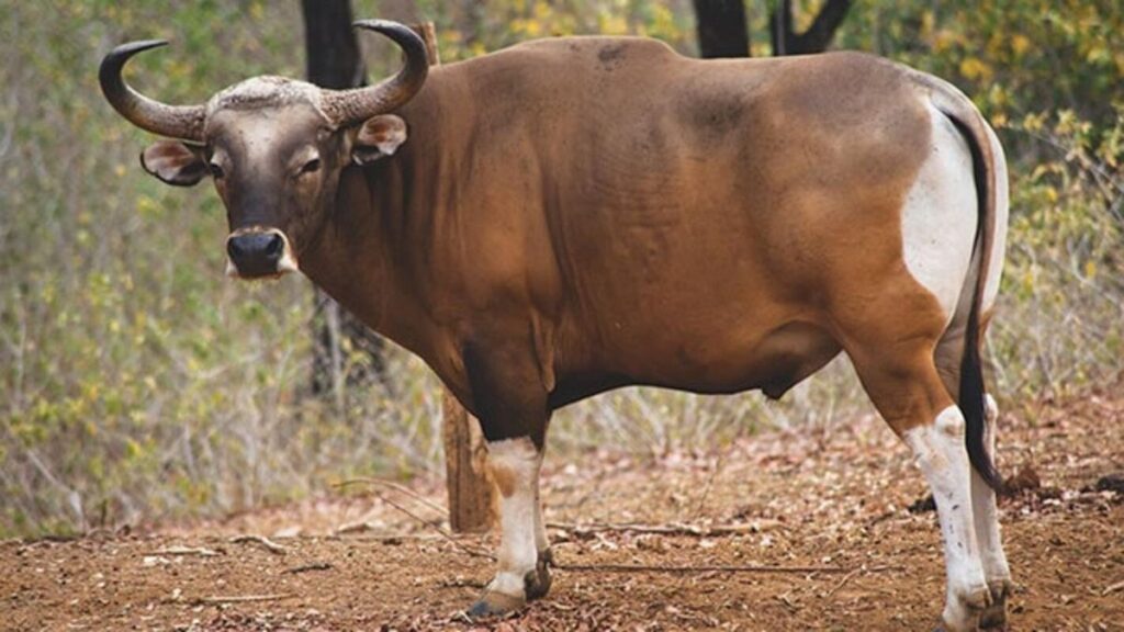Banteng Jawa: Satwa Liar Perkasa dari Pulau Jawa