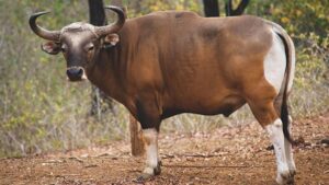 Banteng Jawa: Satwa Liar Perkasa dari Pulau Jawa