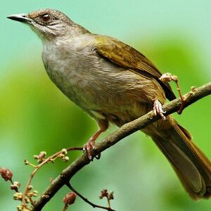 Burung Merbah: Si Peniru Suara Alam yang Cerdas dan Ceria