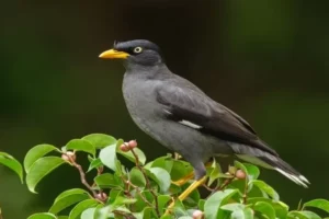 Burung Jalak: Si Cerdas Bersuara Merdu dari Nusantara