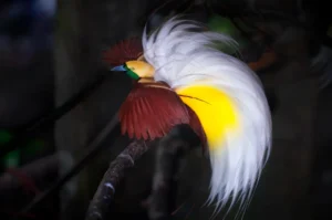 Burung Cenderawasih: Keindahan Surga dari Timur Indonesia