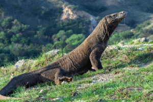 Komodo: Reptil Purba Kebanggaan Indonesia