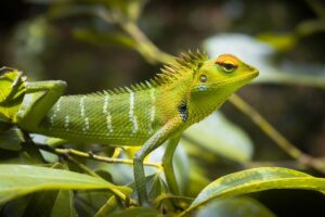 Bunglon: Si Ahli Kamuflase dari Dunia Reptil