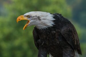 Keistimewaan dan Fakta Menarik tentang Burung Elang