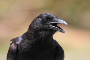 Keistimewaan dan Fakta Menarik tentang Burung Gagak