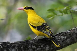 Burung Kepodang: Keindahan dan Karakteristik Burung Tropis yang Menawan