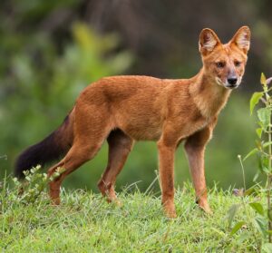 Anjing Hutan: Predator Misterius di Habitat Alami