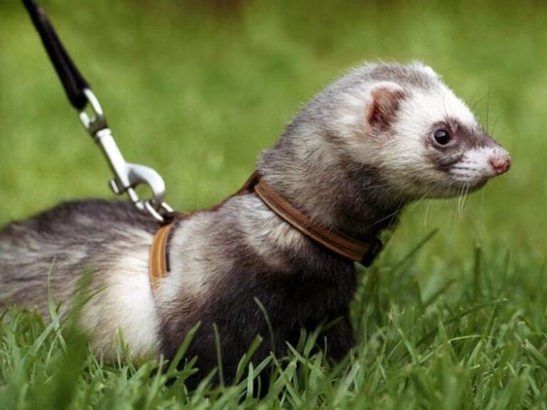Ferret: Hewan Peliharaan Kecil yang Enerjik dan Cerdas