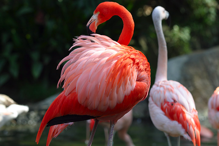 Flamingo: Burung Ikonik Berwarna Merah Muda yang Anggun