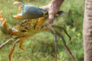 Kepiting Bakau: Primadona Hasil Laut yang Kaya Gizi