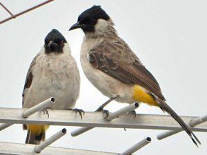 Keistimewaan dan Fakta Menarik tentang Burung Kutilang