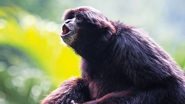 Siamang: Primata Unik Penjaga Hutan Sumatra