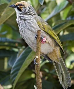 Burung Cucak Rawa: Pesona Alam dan Keunikan Suara yang Mempesona