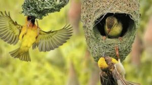 Burung Manyar: Keindahan dan Karakteristik yang Menarik