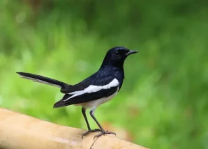 Burung Kacer: Karakteristik, Keindahan, dan Peranannya