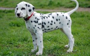 Anjing Dalmatian: Si Berbintik Unik dan Enerjik