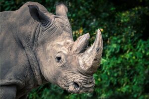 Badak Sumatra: Spesies Langka yang Perlu Dilestarikan