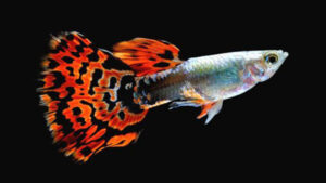 Ikan Guppy: Ikan Hias Kecil yang Cerah dan Mudah Dipelihara