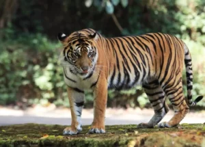 Harimau Sumatra: Keindahan dan Tantangan dalam Konservasi