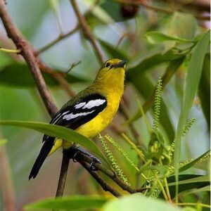 Burung Cipoh: Kicau Merdu dari Alam Nusantara