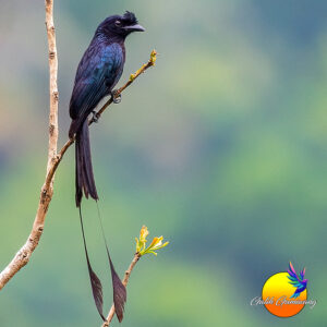 Burung Srigunting: Si Peniru Ulung dari Dunia Burung
