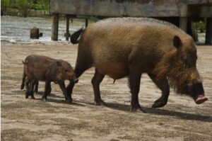 Babi Hutan Kalimantan: Keunikan dan Peranannya dalam Ekosistem