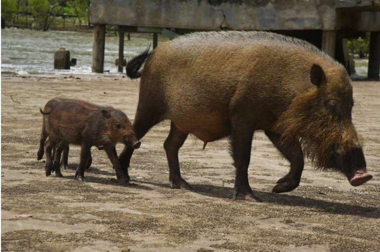 Babi Hutan Kalimantan: Keunikan dan Peranannya dalam Ekosistem