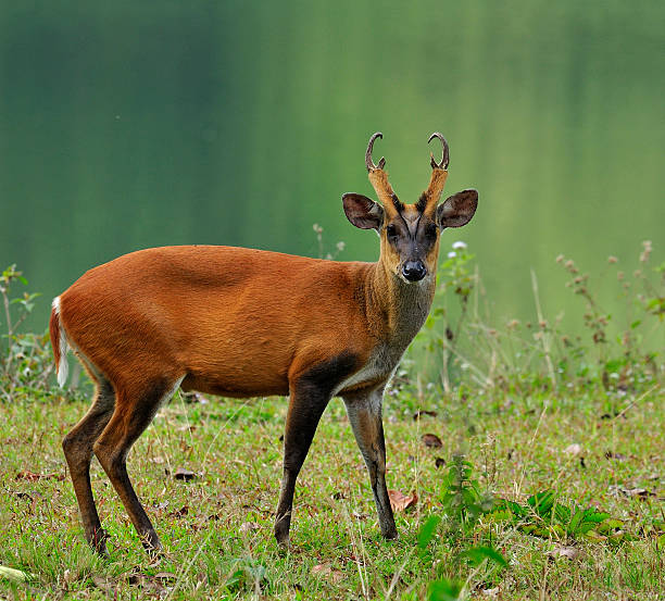 Kijang: Hewan Lincah yang Memikat di Hutan Tropis