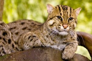 Kucing Hutan: Predatur Lincah dan Terancam Punah