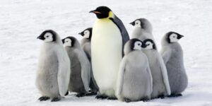 Burung Pinguin: Si Penjelajah Dingin dari Kutub Selatan