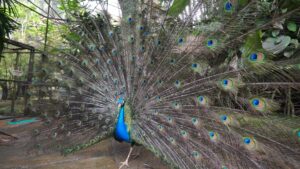 Burung Merak: Keindahan dan Keunikan Sang Raja Burung