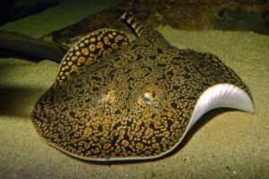 Eksotisnya Hewan Laut Ikan Pari Macan