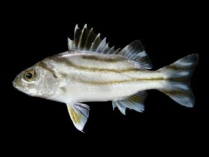 Eksplorasi Hewan Laut: Ikan Kerong