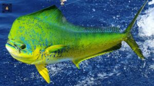 Eksplorasi Hewan Laut: Ikan Kuwe Efloridaxu