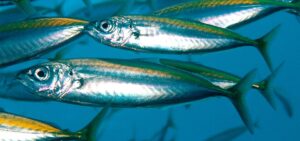 Eksplorasi Hewan Laut: Ikan Layang