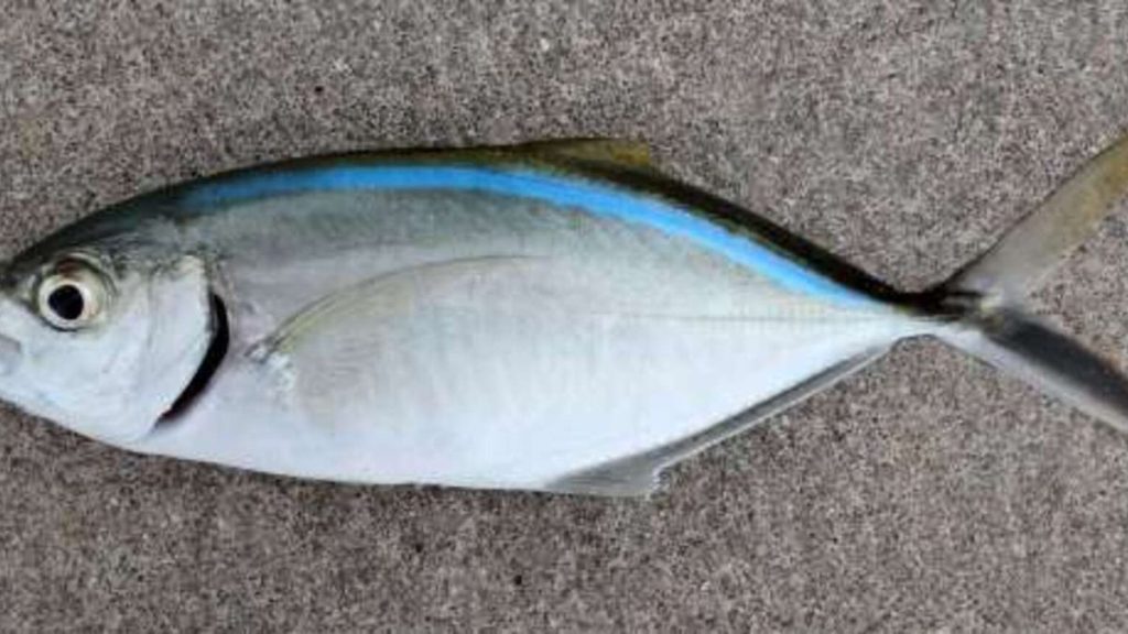 Hewan Laut Ikan Barjack: Karakteristik dan Habitatnya