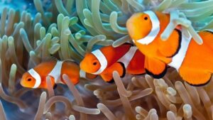 Hewan Laut Ikan Giru Gelang Putih: Keunikan dan Ciri-cirinya