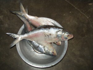 Hewan Laut Ikan Hilsa: Karakteristik dan Peran Ekosistem