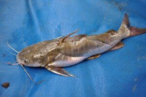 Hewan Laut Ikan Kedukang: Karakteristik dan Habitatnya