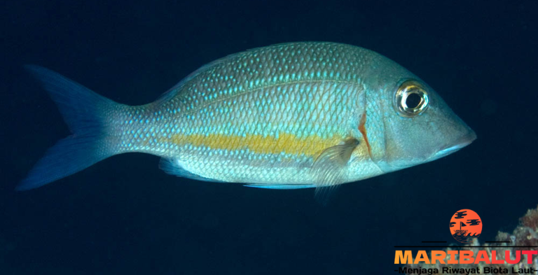 Hewan Laut Ikan Lencam: Karakteristik dan Peran Ekosistem