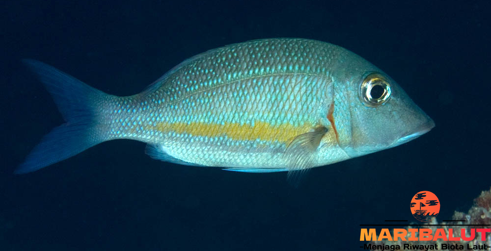 Hewan Laut Ikan Lencam: Karakteristik dan Peran Ekosistem
