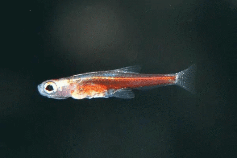 Hewan Laut Ikan Paedocypris Progenetica: Karakteristik dan Habitat